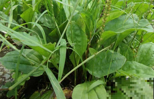 野外这杂草春天能赏叶，秋天挖出来能卖大价钱，你家门口就有！