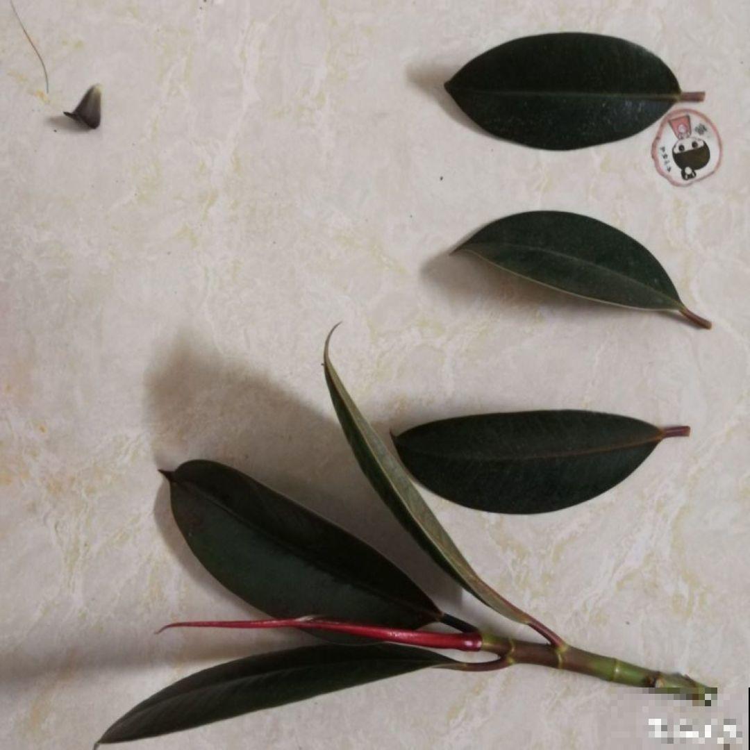 这花就得穷养，塞进小盆，少浇水，越长越旺