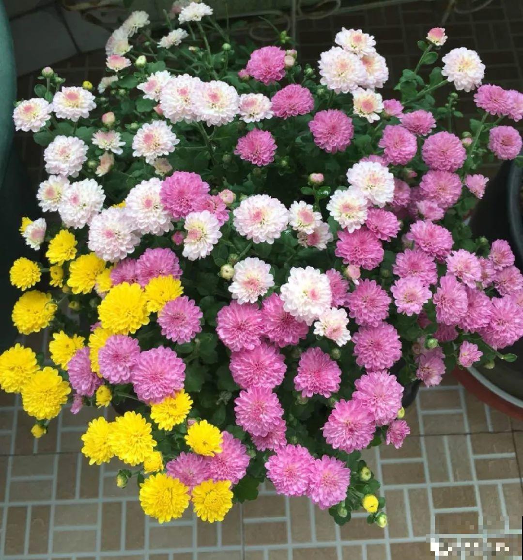 9月，这6种菊花最受欢迎，开花又密又多，摆哪里都是花园！