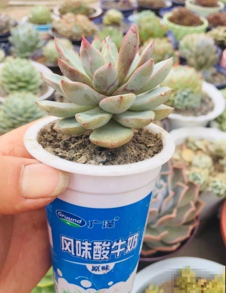 多肉爆头上百个，还是露天养，只用2个月！