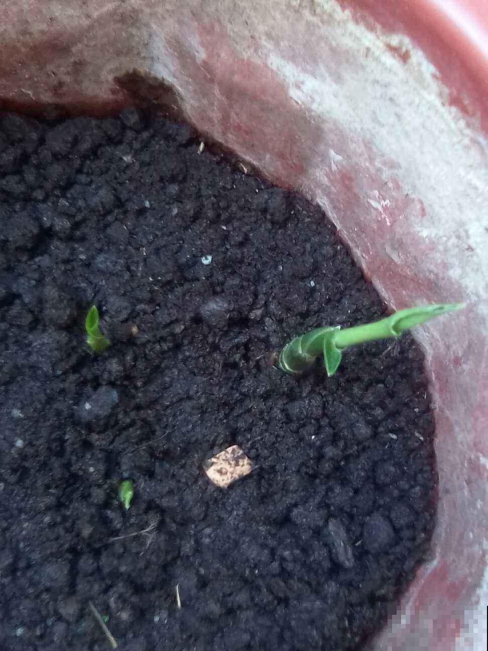姜花见过吗，厨房拿块姜塞土里，赏完盆栽就赏花！
