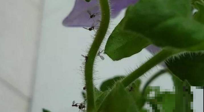 一个塑料袋就能除虫？这么简单几步，花盆再也不见虫！