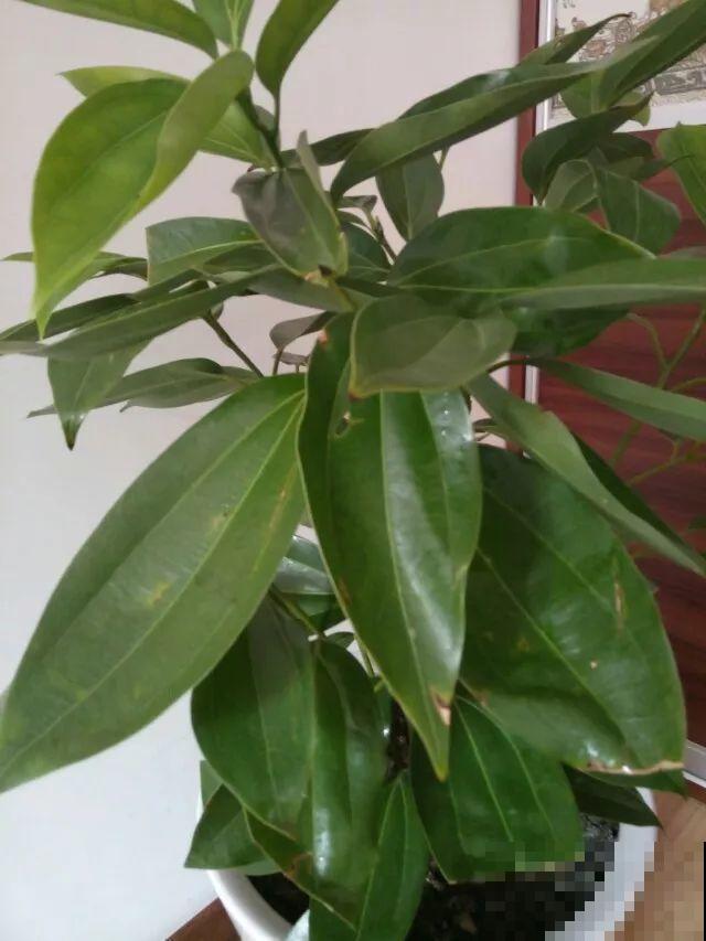这花就得穷养，花盆越小长得旺，一年到头叶子绿油油！