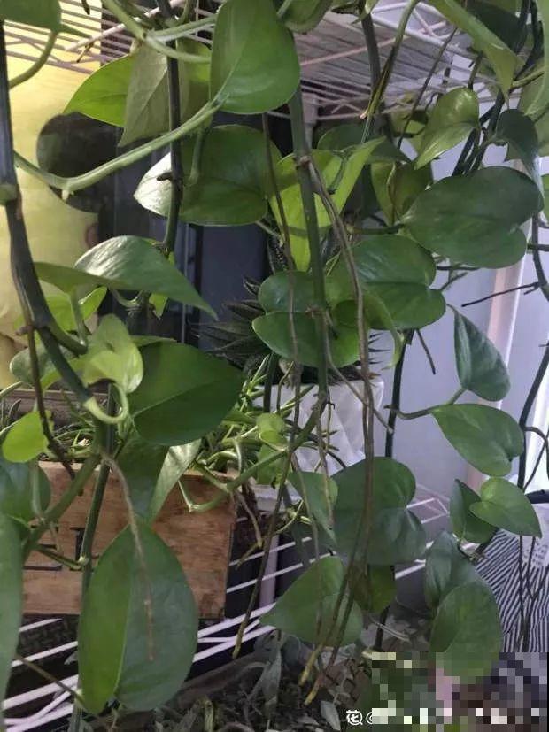 花上长出这种根，别着急剪，有了它花越长越旺盛！