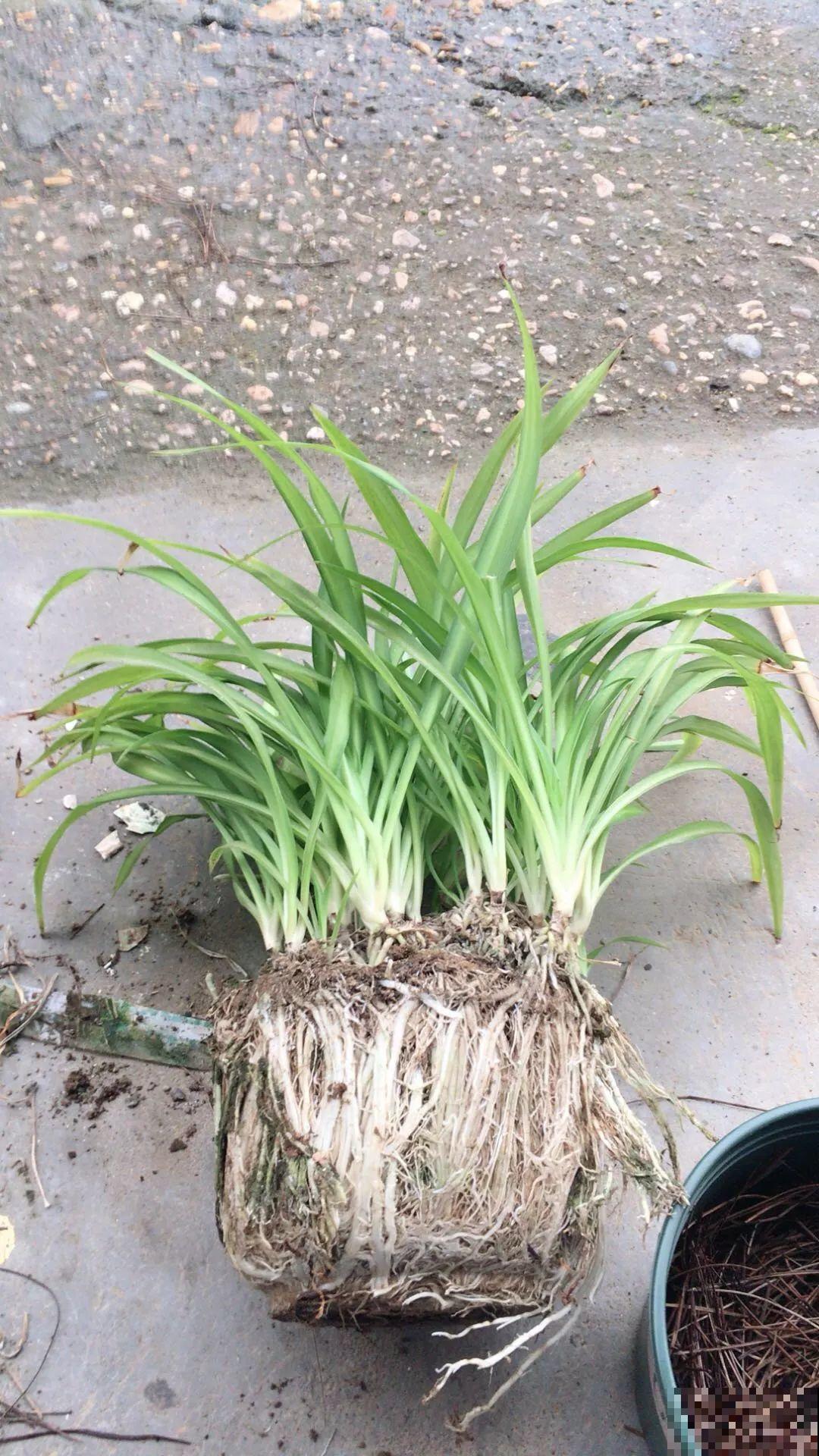 给花浇点它，秋天根系撑爆盆，黄叶离得远远的！