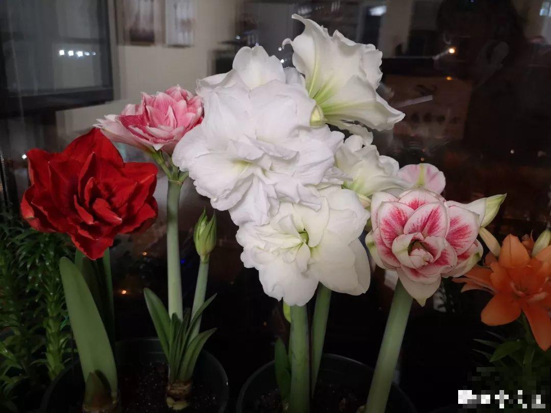 这花不能种太深，花盆大了，别指望能开花！