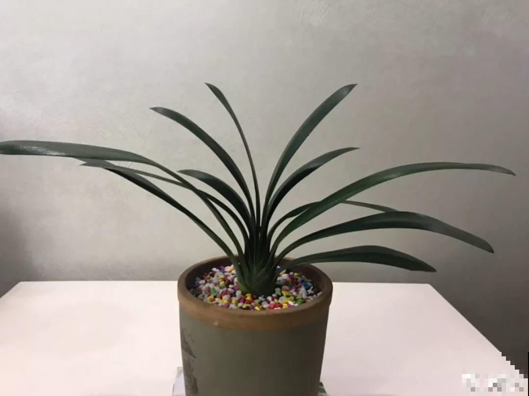 换盆时机到了，有这花赶紧换，叶子疯长猛开花！