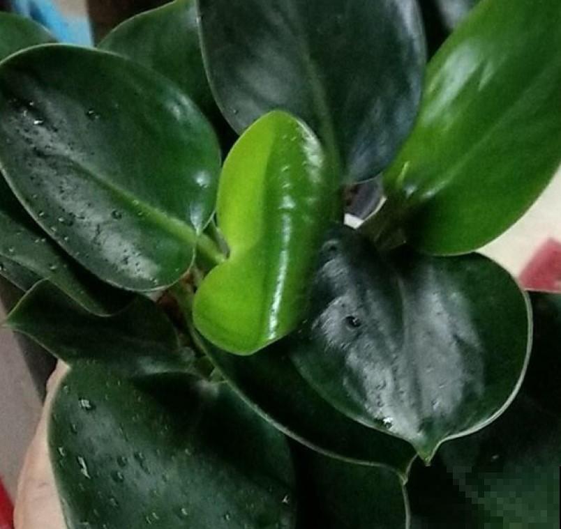这植物揪个小叶片，沾点土，一盆变多盆！