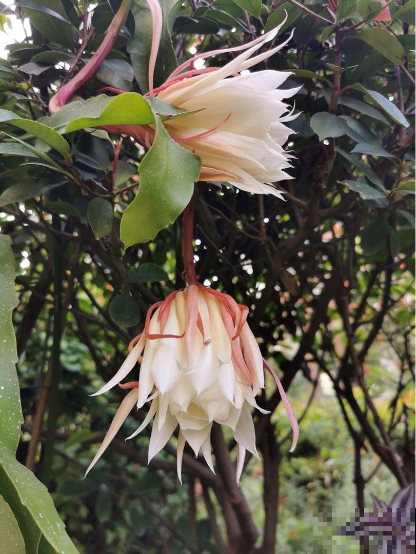 想让昙花再开一次，这么养护准没错，几招就能催出丰满大花！