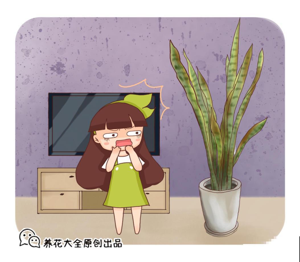 虎皮兰扦插，一段一段剪下来，插土里面一周就能活！