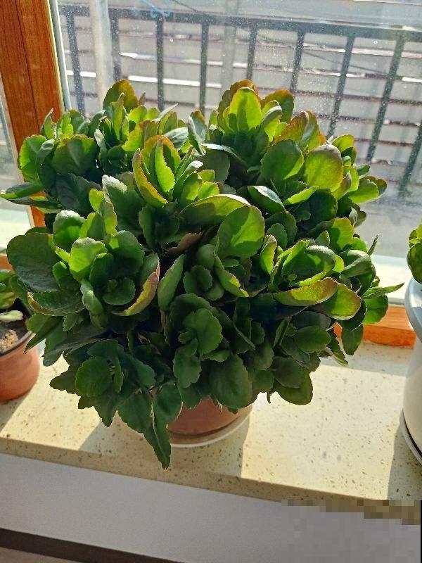 你家长寿花不开花也不长叶？就是这几点没做好，赶紧来学！