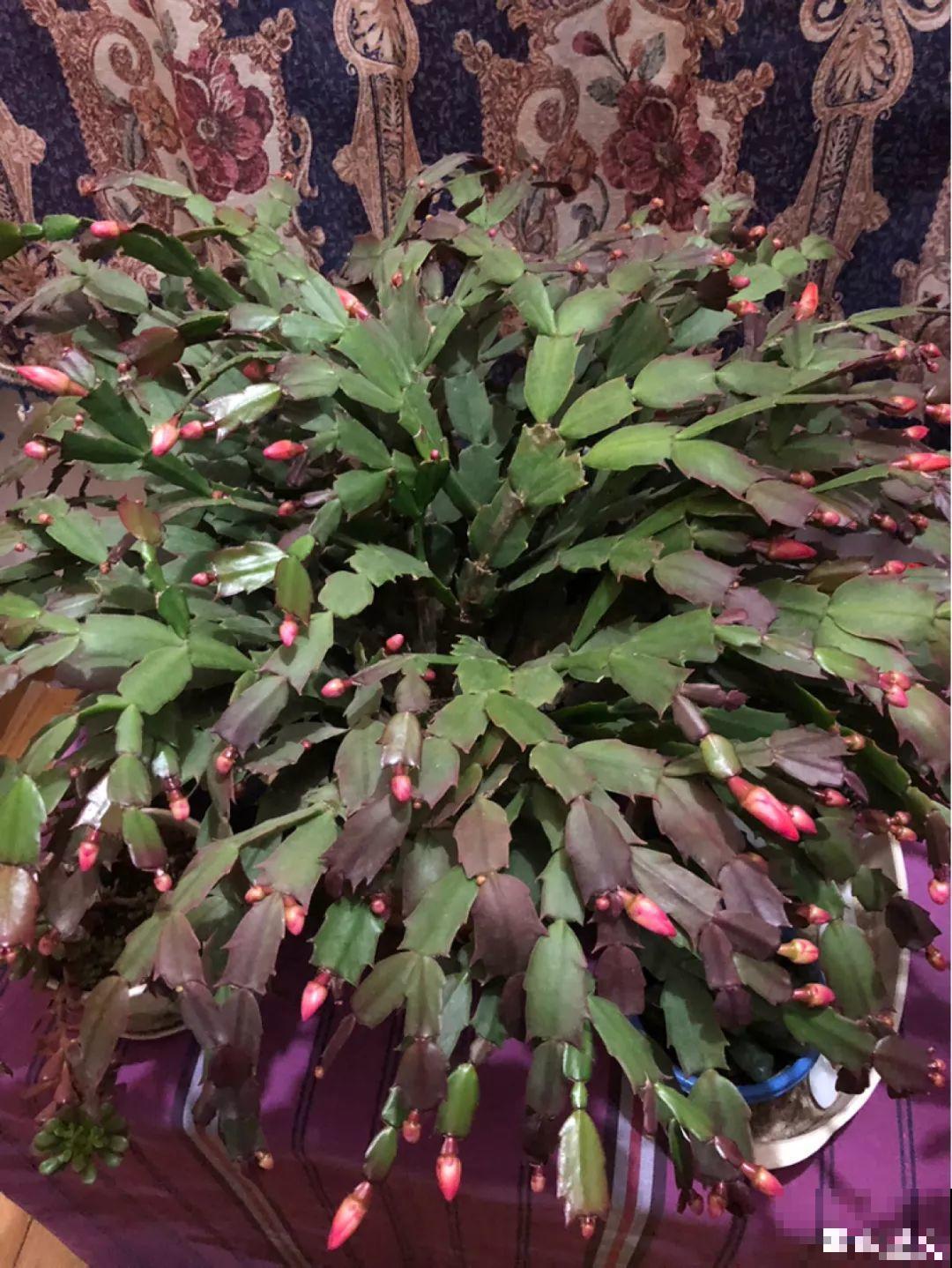 给花浇点它，秋天根系撑爆盆，黄叶离得远远的！