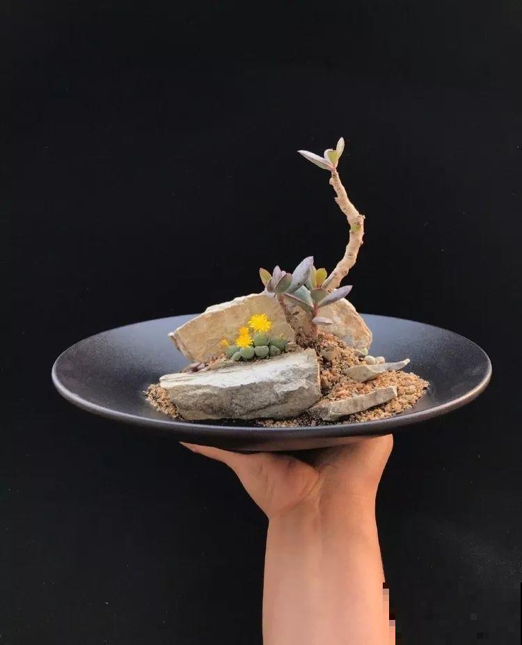 厨师改行养多肉，色香味俱全，真想让人一口吃掉！