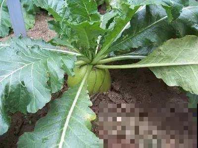 阳台萝卜按照这么养，几天就个头猛窜，收获时比小腿还粗！