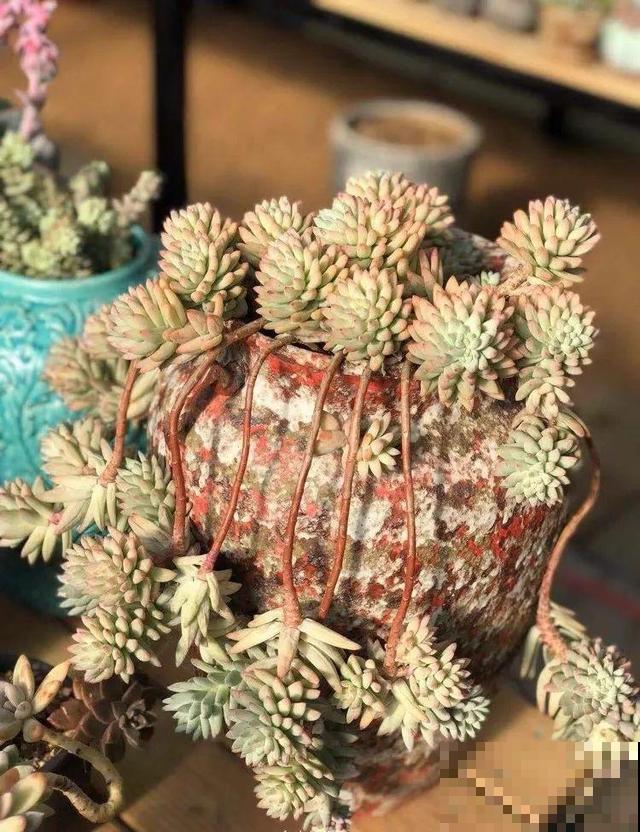 一排排的这种植物，整齐划一地放在阳台上，让人羡慕