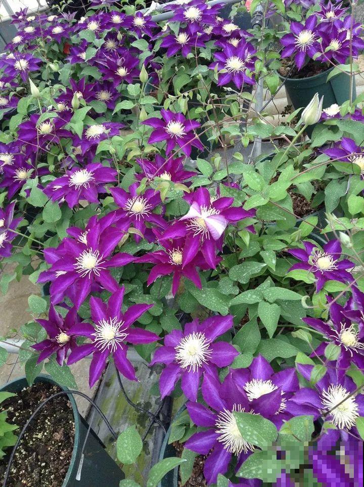 这花越养越上瘾，一小把埋土里，明年能开整面墙！