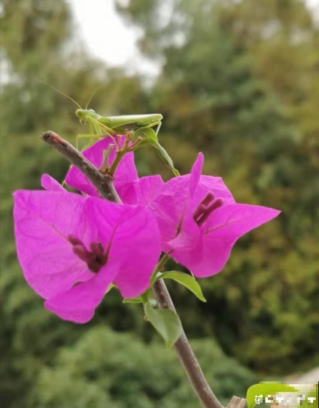三角梅不开花？旱它15天，花苞蹭蹭往外冒！