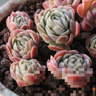 教你这两招，多肉迅速出状态变调色盘，一点也不费事！