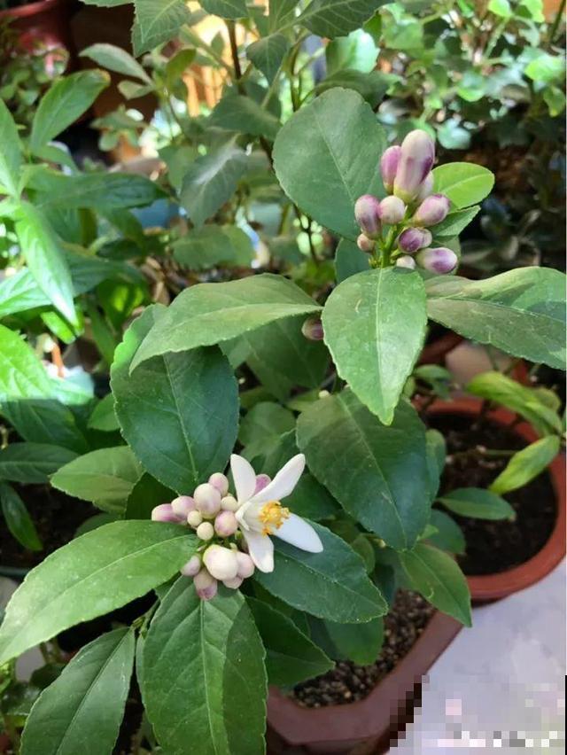 花香堪比香水，邻居大妈都追着问，眼馋极了
