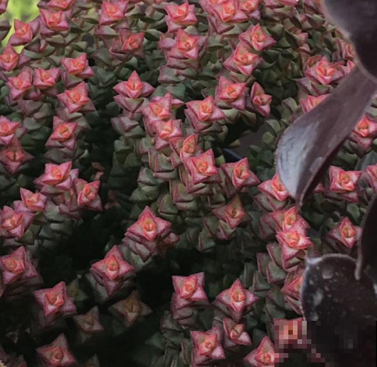 秋季是养多肉最好的季节，越晒越美，再不入手就晚了！