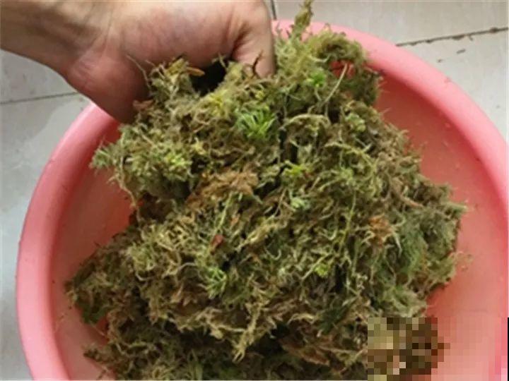 趁着秋天，这2种花赶紧扦插，分分钟变大户！