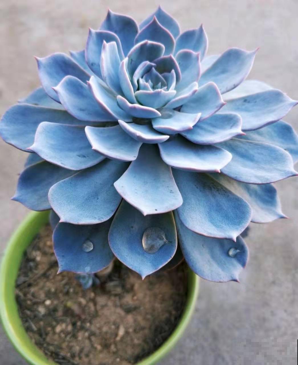 这些多肉植物常年都不会是菜色，阳光晒一晒，通通就能换衣裳！