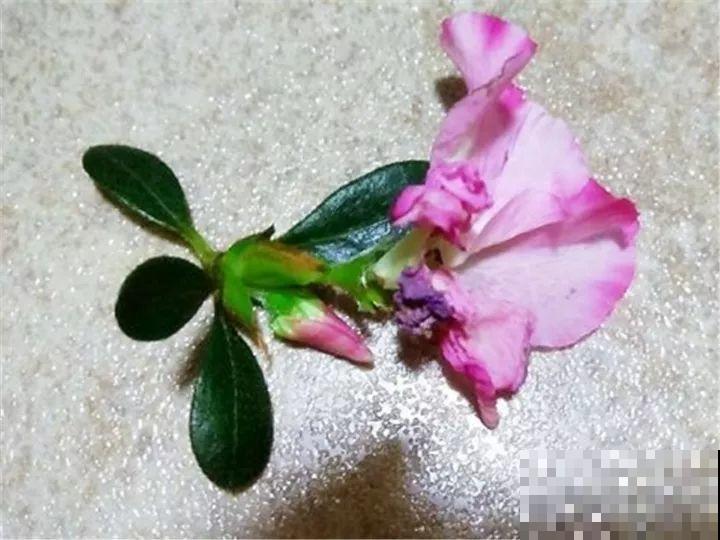 这10种花，秋天不要剪，不然白折腾还不开花！