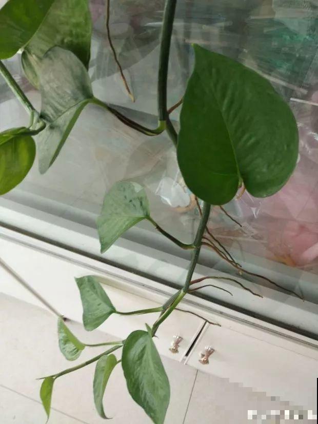 花上长出这种根，别着急剪，有了它花越长越旺盛！