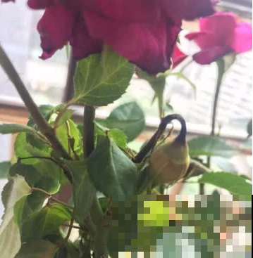 花还没开花苞却掉了，都是这原因闹的，赶紧就还来得及！