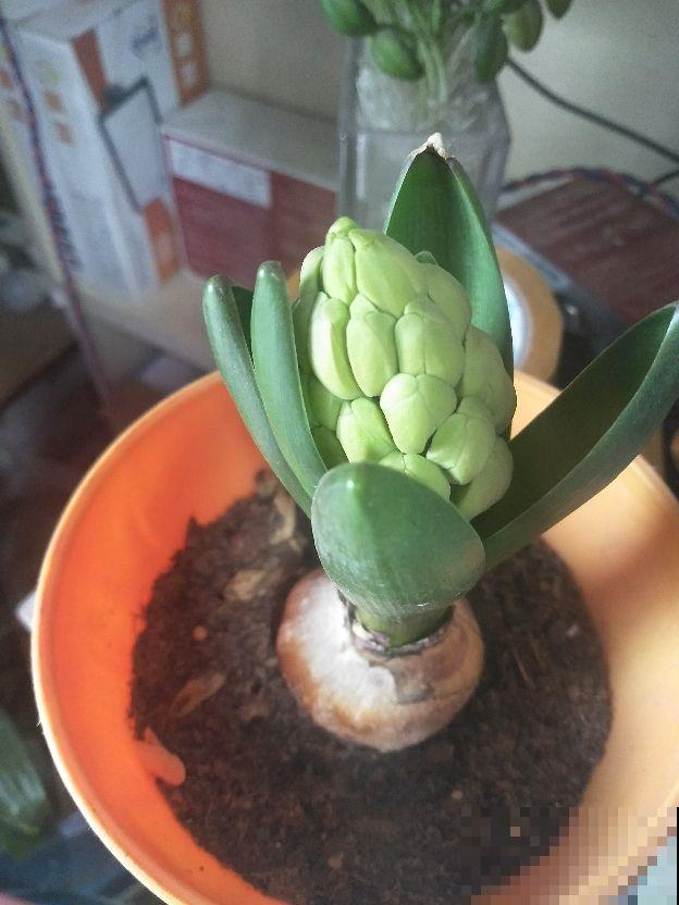 秋季种球养护有讲究，这几点一定做到，否则球根烂掉可别哭！