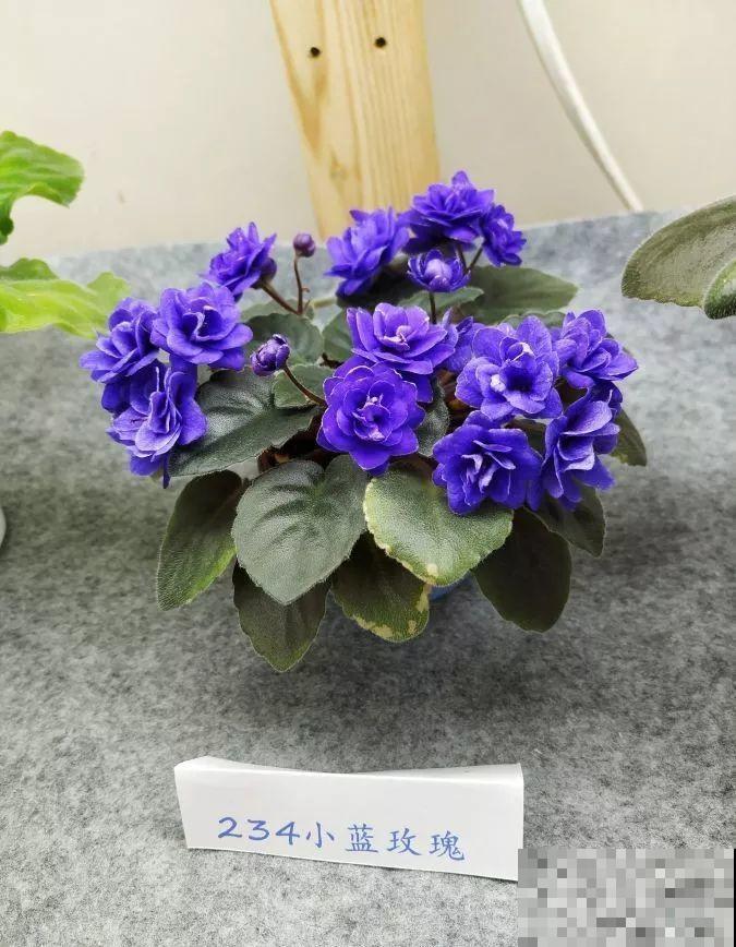 最耐阴的花就是它，光线弱也能开爆盆，越养越上瘾！