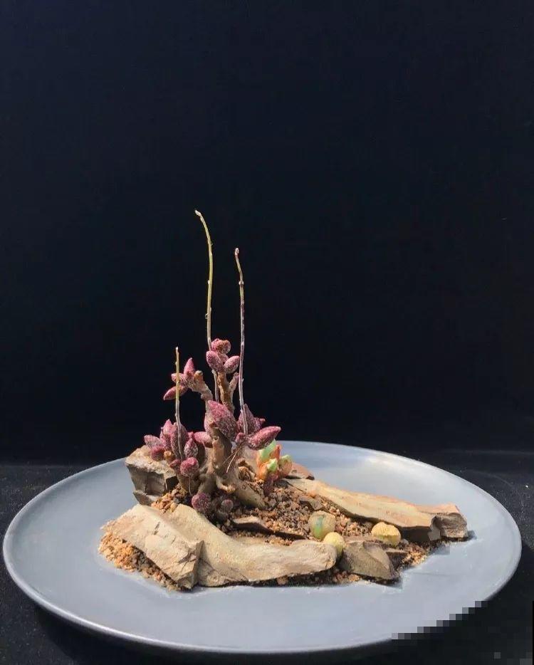 厨师改行养多肉，色香味俱全，真想让人一口吃掉！