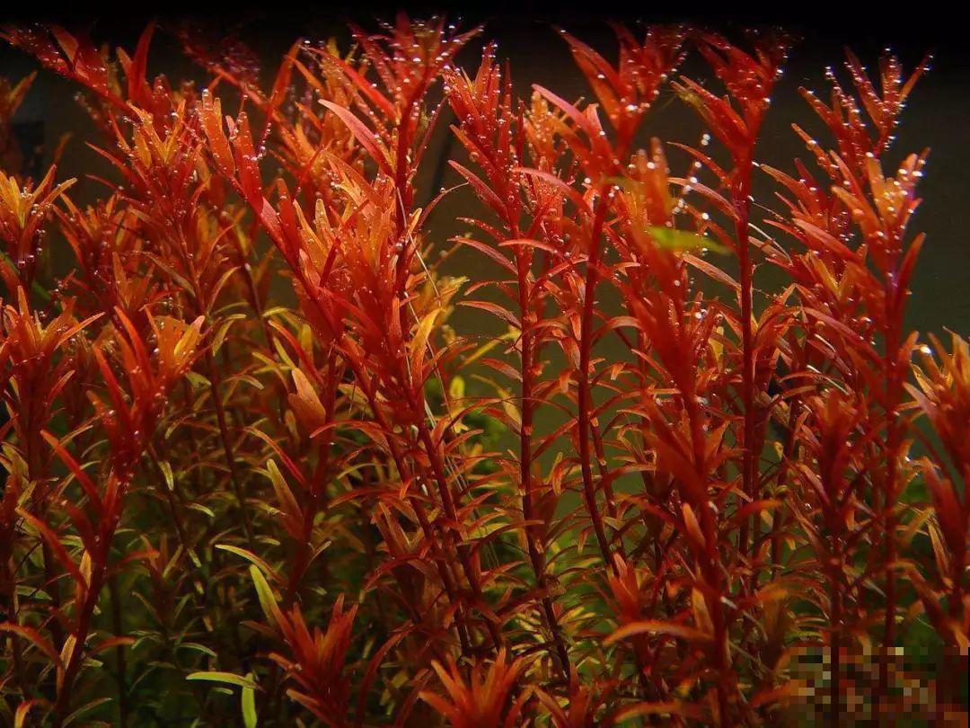 比铜钱草好看百倍的花，7天爆满一大缸，多到家里堆不下！