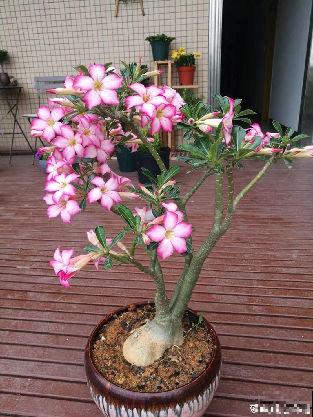 客厅养的耐旱花，30天不浇水，照样精神又气派！
