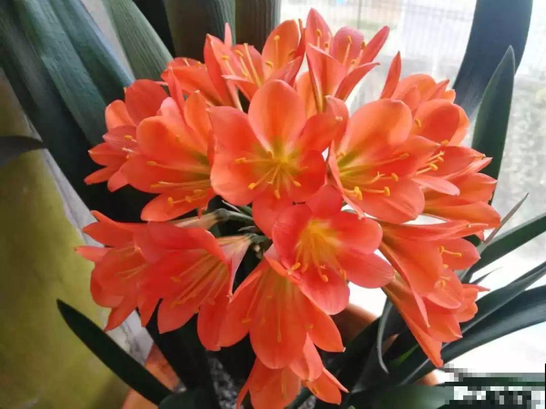 这花就是慢性子，开花都要人催，叶子该掐就得掐！
