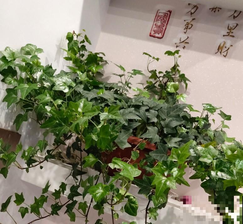 养鱼水里面有它，就赶紧停止浇花，不然就亏了！