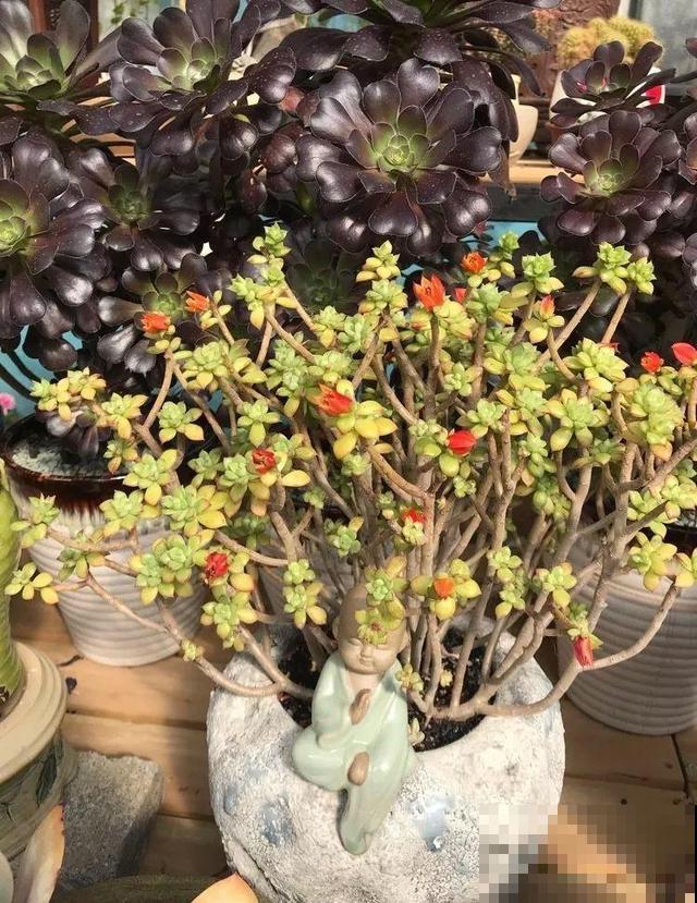 一排排的这种植物，整齐划一地放在阳台上，让人羡慕