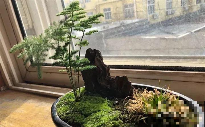 这花叶子长不大，开花只有拇指大小，姐姐反倒乐开花！