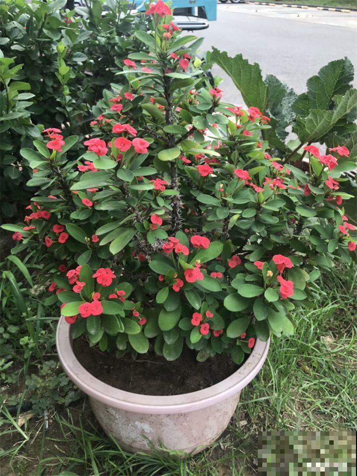 1间房2盆花，一年四季有花看，满屋都飘香！