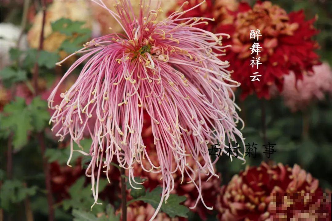 秋天啥花都可以不养，唯独这1种，100盆都不嫌多！