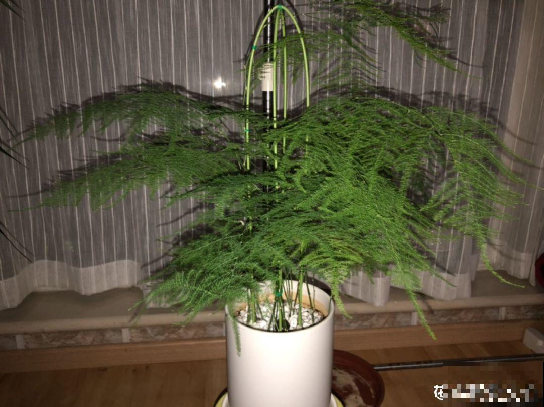 这7种花，耐阴不抗晒，放错位置不用一周叶子就枯了！