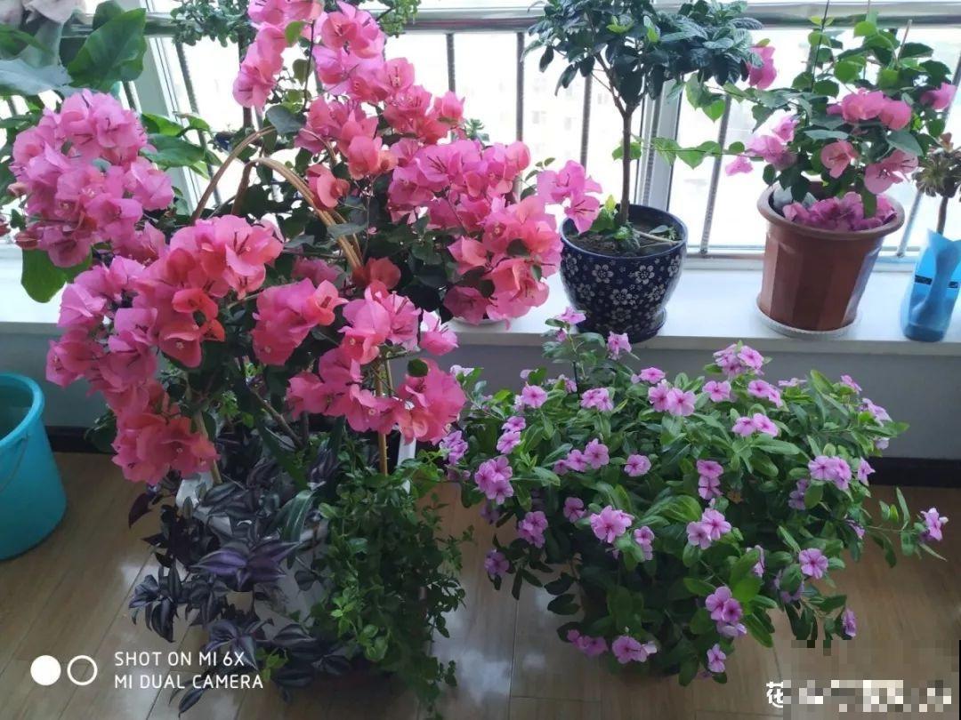 三角梅的养护要点，3招教你促开花，秋天霸占整个阳台！