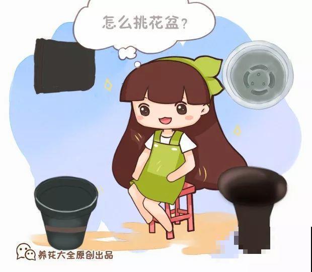 花盆选错了，别指望养好花，再好养的都不行！