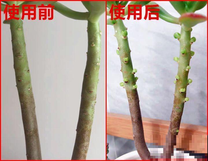 秋天给多肉施肥，就选这5种，小芽一个接一个的往外冒！