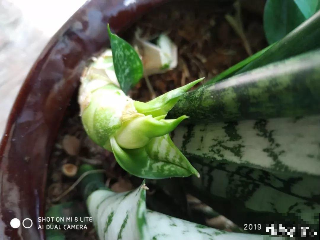秋天爱疯长的花，剪1刀、喂点肥，新芽立马撑爆盆！