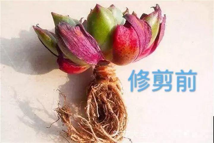 秋天给多肉换盆，少了这一步，还不如不换！