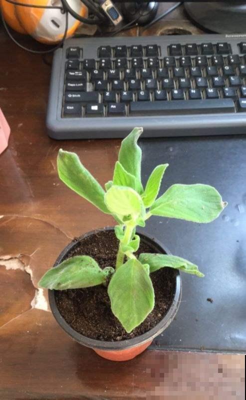 值得你养护的几种植物，容易养还有奇香，养好了家里天天香气弥漫
