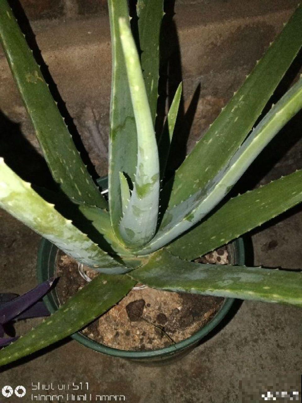 这5种花最怕冷，一降温就容易死，再不管只剩盆！