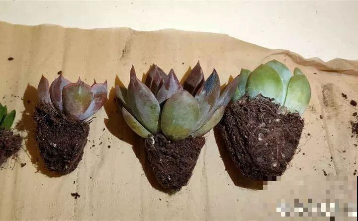 秋天给多肉换盆，少了这一步，还不如不换！