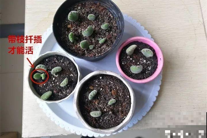 这7种多肉，叶插太难活，别白费力气了！